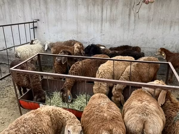 Oveja, Ovejas — Kirguistán
