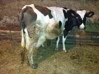 Kuh, Holstein-Rasse — Foto 4