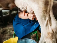 母牛, Swiss cattle — 照片 6