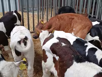 公牛, Cattle — 照片 6