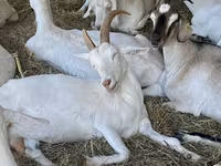 Goat, Nubian Goat — photo 3