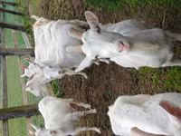 母山羊, Goats — 照片 2