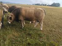 公牛, Aubrac cattle — 照片 2