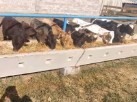 Cow, Holstein breed — photo 7