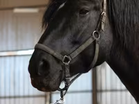 母马, American shetland pony — 照片 3