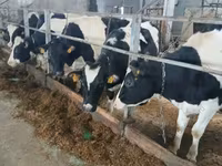 母牛, Red-spotted breed — 照片 7