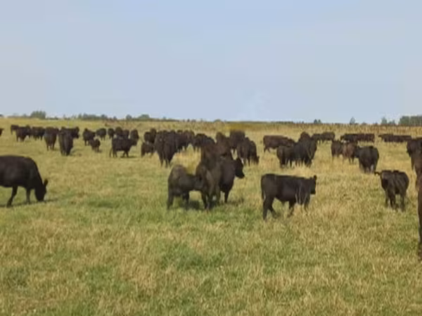 Aberdeen-Angus
