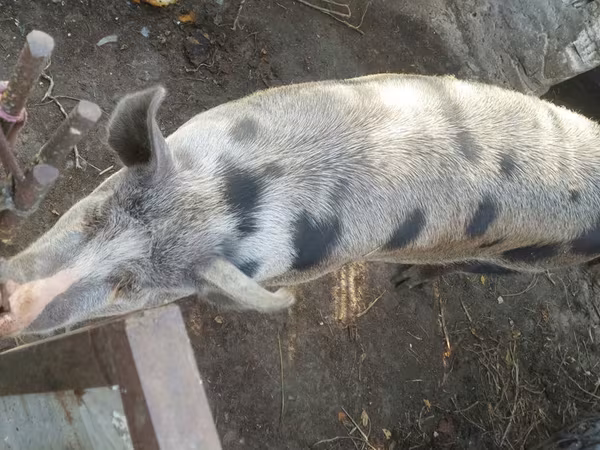 公猪, Pigs