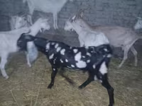 बकरा, Beetal goats — फ़ोटो 6