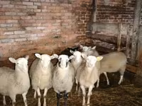 公羊, Katum sheep — 照片 1