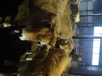Cow, Aubrac cattle — photo 3