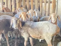 Carnero, Rhon sheep — foto 5