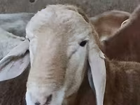 मेढ़ा, Arashan sheep — फ़ोटो 7