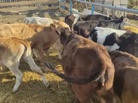 Cow, Holstein breed — photo 5