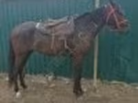 母马, Horses — 照片 2