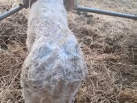 Bulle, Charolais cattle — Foto 8