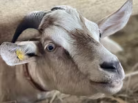 Goat, Nubian Goat — photo 4
