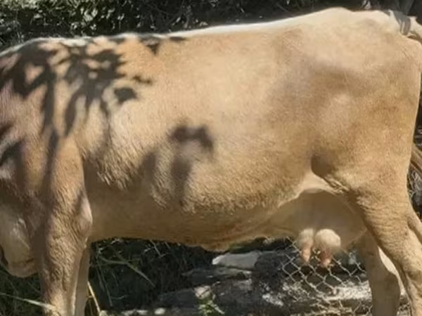 गाय, मवेशी