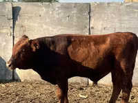 Bull, Cattle — photo 1