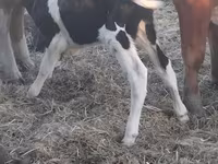 公牛, Holstein breed — 照片 2