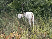 बकरा, Nubian Goat — फ़ोटो 2