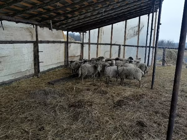 公羊, Romanov sheep — 俄罗斯