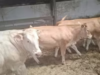 母牛, Blonde d’Aquitane cattle — 照片 6