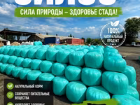 Силос кукуруза очень много высшего качества звоните пишите — फ़ोटो 4