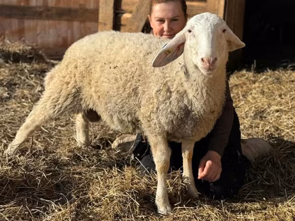 公羊, Assaf sheep — 俄罗斯