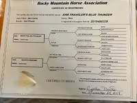 母马, Rocky Mountain Horse — 照片 6