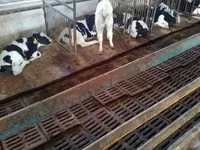 公牛, Holstein breed — 照片 1
