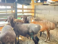 Carnero, Rhon sheep — foto 8