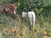 बकरा, Nubian Goat — फ़ोटो 1