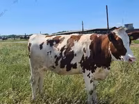 Cow, Holstein breed — photo 1