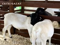 公羊, Sheep — 照片 5