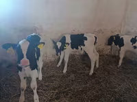 公牛, Cattle — 照片 4