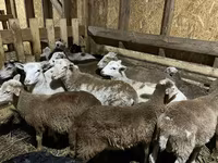 公羊, Edilbay sheep — 照片 8