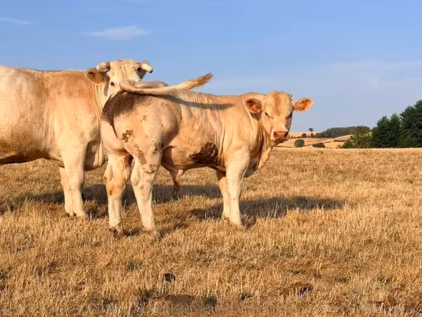 公牛, Charolais cattle