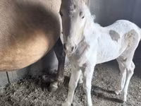 母马, Pinto horses — 照片 4