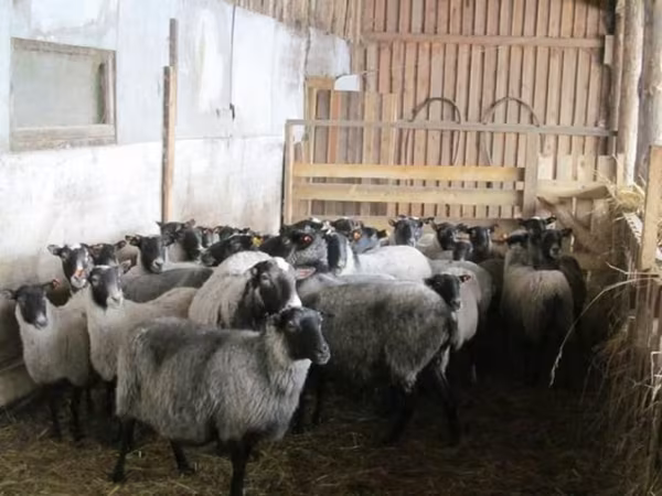 母羊, Romanov sheep