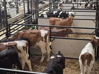 公牛, Holstein breed — 照片 3