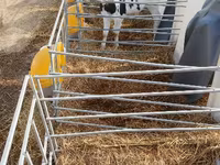 公牛, Swiss cattle — 照片 3