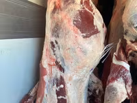 Toro, Ganado vacuno — foto 6