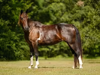 فرس, American paint horse — الصورة 7
