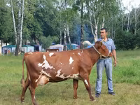母牛, Holstein breed — 照片 5