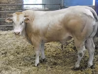 公牛, Blonde d’Aquitane cattle — 照片 1