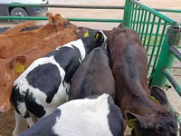母牛, Limousin cow — 照片 6