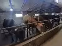 गाय, गोलस्टीन नस्ल — फ़ोटो 4