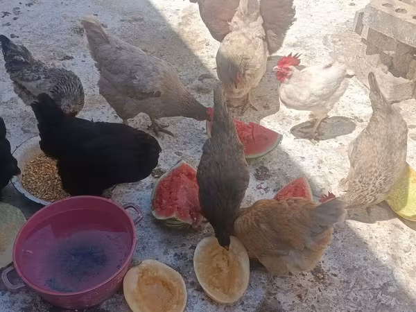Chickens — Kyrgyzstan