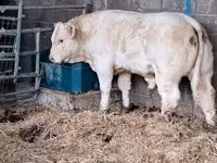 Bulle, Charolais cattle — Foto 4